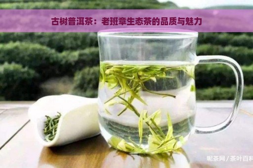 古树普洱茶：老班章生态茶的品质与魅力