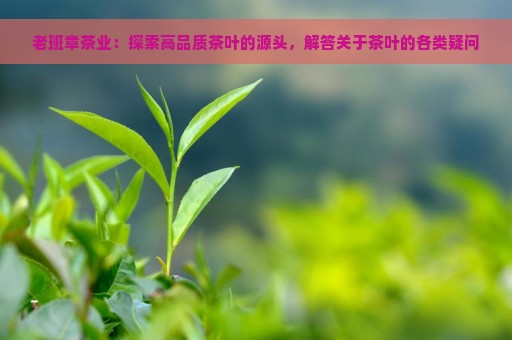 老班章茶业：探索高品质茶叶的源头，解答关于茶叶的各类疑问