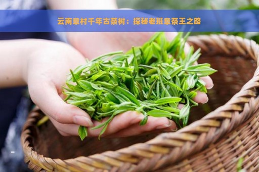 云南章村千年古茶树：探秘老班章茶王之路