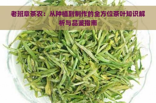 老班章茶农：从种植到制作的全方位茶叶知识解析与品鉴指南