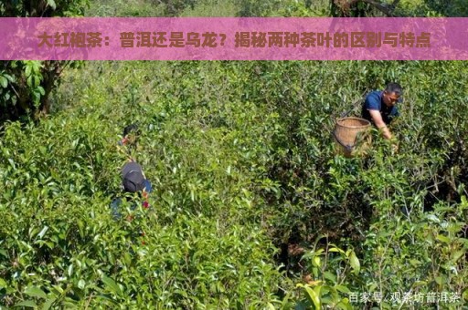 大红袍茶：普洱还是乌龙？揭秘两种茶叶的区别与特点