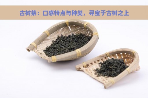 古树茶：口感特点与种类，寻宝于古树之上