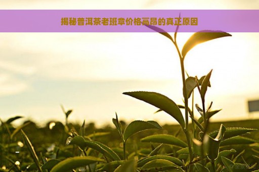 揭秘普洱茶老班章价格高昂的真正原因