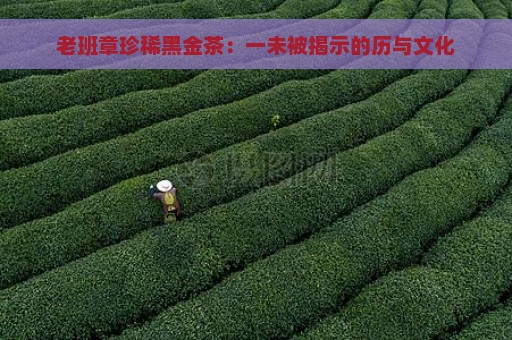 老班章珍稀黑金茶：一未被揭示的历与文化