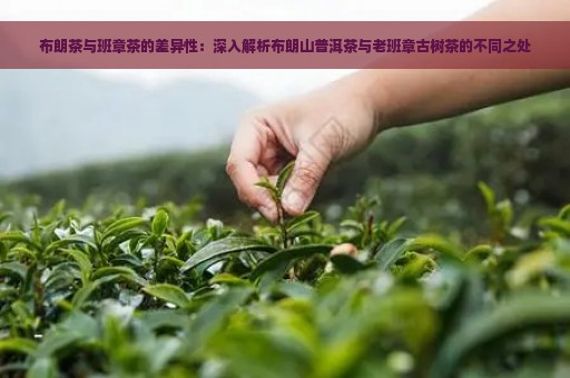 布朗茶与班章茶的差异性：深入解析布朗山普洱茶与老班章古树茶的不同之处