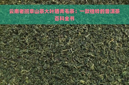 云南老班章山茶大叶晒青毛茶：一款独特的普洱茶百科全书