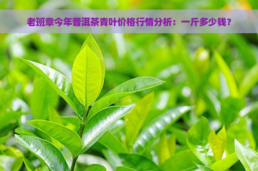 老班章今年普洱茶青叶价格行情分析：一斤多少钱？