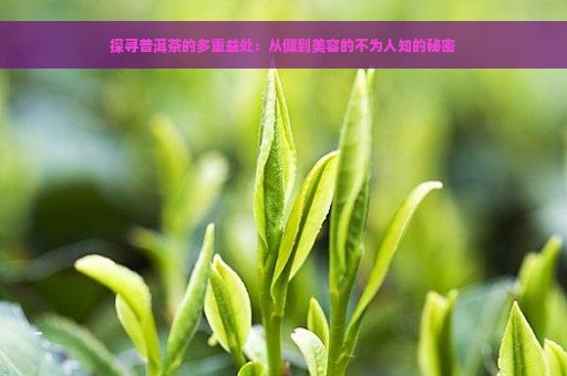 探寻普洱茶的多重益处：从健到美容的不为人知的秘密