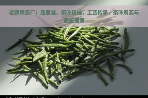 老班章茶厂：品质越，茶叶精选，工艺传承，茶叶购买与品鉴指南