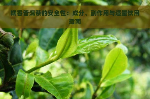 糯香普洱茶的安全性：成分、副作用与适量饮用指南