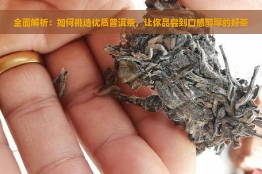 全面解析：如何挑选优质普洱茶，让你品尝到口感醇厚的好茶