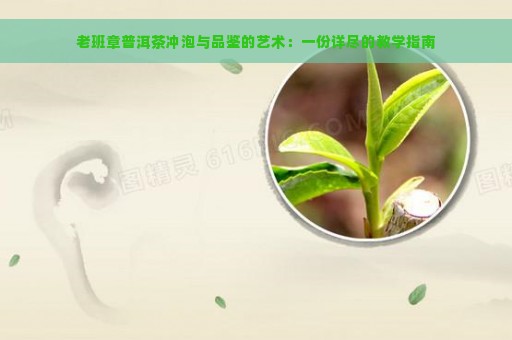 老班章普洱茶冲泡与品鉴的艺术：一份详尽的教学指南