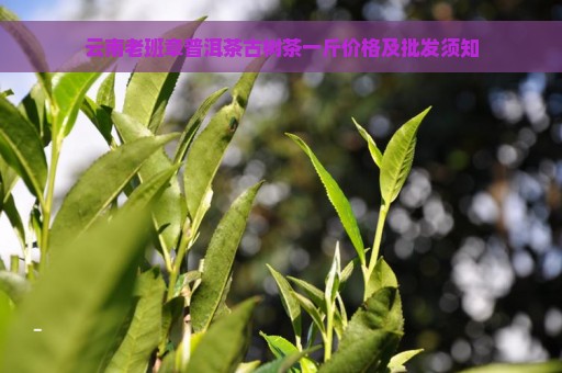 云南老班章普洱茶古树茶一斤价格及批发须知