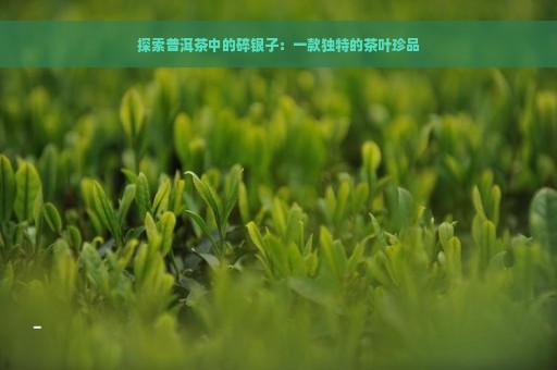 探索普洱茶中的碎银子：一款独特的茶叶珍品