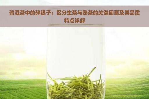 普洱茶中的碎银子：区分生茶与熟茶的关键因素及其品质特点详解