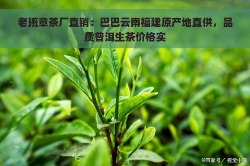 老班章茶厂直销：巴巴云南福建原产地直供，品质普洱生茶价格实