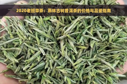 2020老班章茶：雨林古树普洱茶的价格与品鉴指南