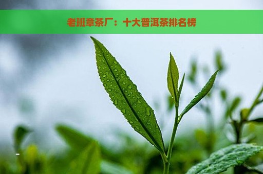 老班章茶厂：十大普洱茶排名榜