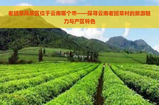 老班章风景区位于云南哪个市——探寻云南老班章村的旅游魅力与产区特色