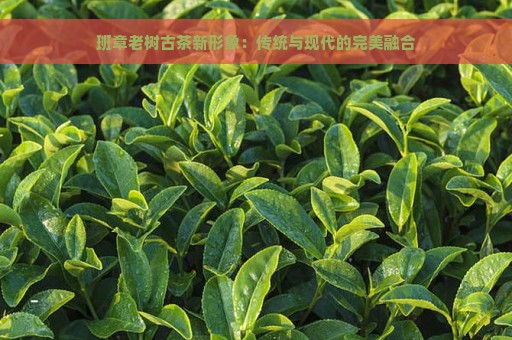 班章老树古茶新形象：传统与现代的完美融合