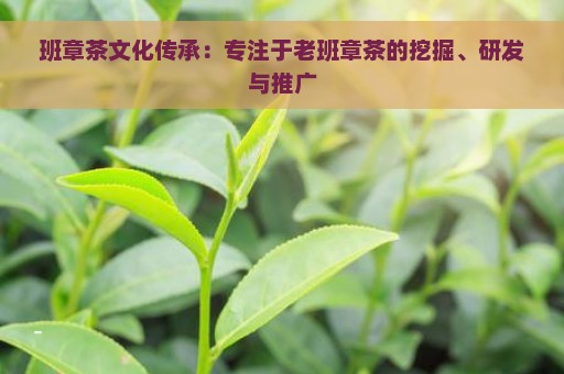 班章茶文化传承：专注于老班章茶的挖掘、研发与推广