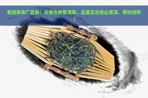 老班章茶厂直销：云南古树普洱茶，品鉴正宗名山普洱，限时抢购！