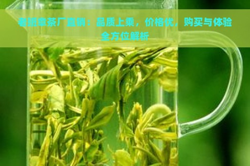 老班章茶厂直销：品质上乘，价格优，购买与体验全方位解析