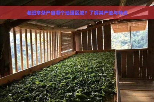 老班章茶产自哪个地理区域？了解其产地与特点