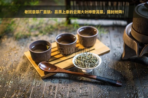 老班章茶厂直销：品质上乘的云南大叶种普洱茶，限时抢购！