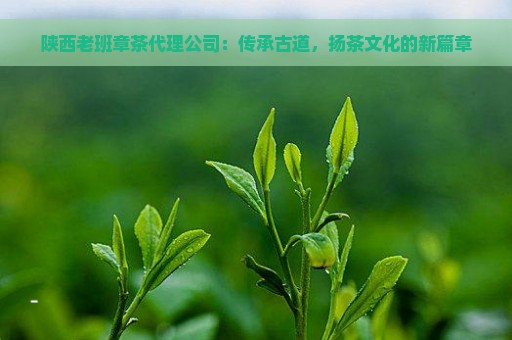 陕西老班章茶代理公司：传承古道，扬茶文化的新篇章