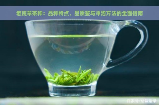 老班章茶种：品种特点、品质鉴与冲泡方法的全面指南