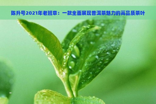 陈升号2021年老班章：一款全面展现普洱茶魅力的高品质茶叶