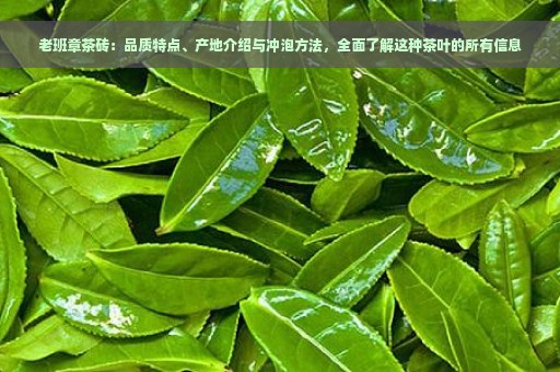 老班章茶砖：品质特点、产地介绍与冲泡方法，全面了解这种茶叶的所有信息