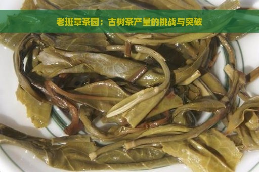 老班章茶园：古树茶产量的挑战与突破