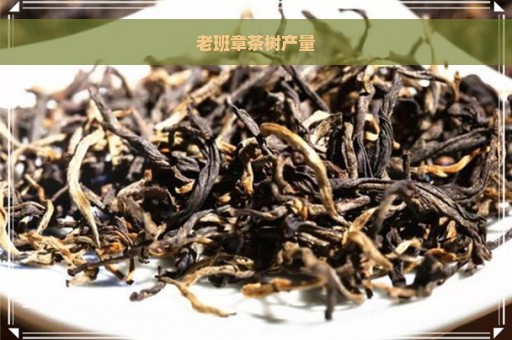 老班章茶树产量