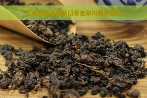 云南古树普洱茶班章老茶树新茶品鉴