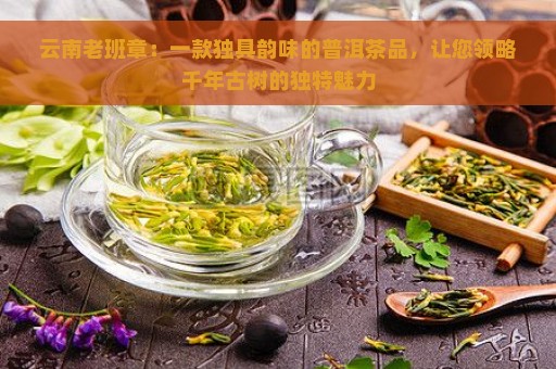 云南老班章：一款独具韵味的普洱茶品，让您领略千年古树的独特魅力