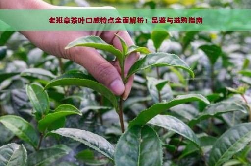 老班章茶叶口感特点全面解析：品鉴与选购指南