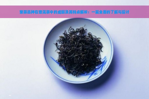 紫茶品种在普洱茶中的成因及其特点解析：一篇全面的了解与探讨