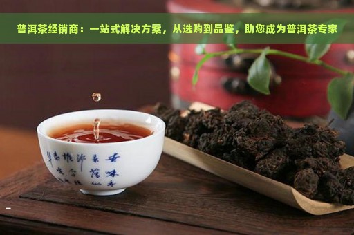 普洱茶经销商：一站式解决方案，从选购到品鉴，助您成为普洱茶专家