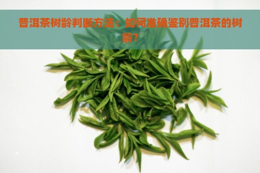 普洱茶树龄判断方法：如何准确鉴别普洱茶的树龄？