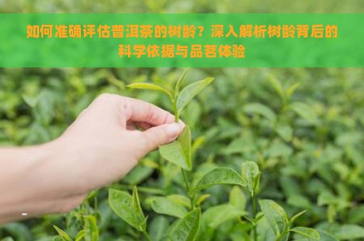 如何准确评估普洱茶的树龄？深入解析树龄背后的科学依据与品茗体验