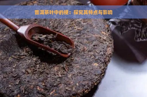 普洱茶叶中的梗：探究其特点与影响