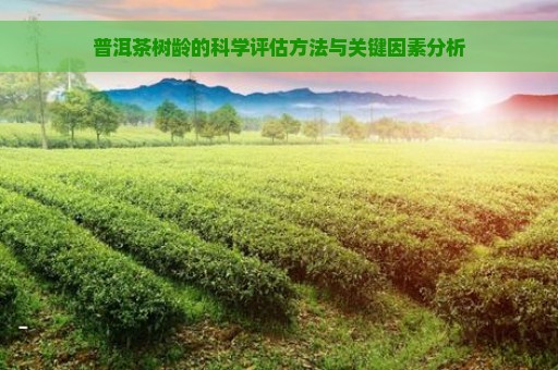 普洱茶树龄的科学评估方法与关键因素分析