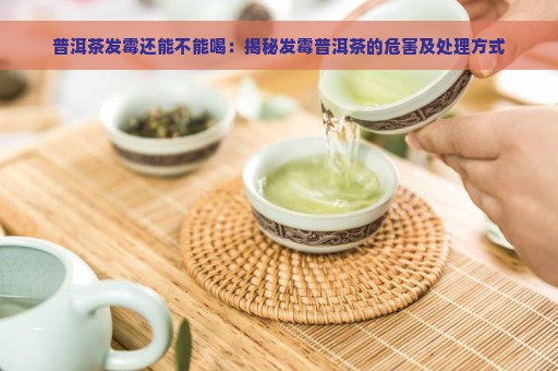 普洱茶发霉还能不能喝：揭秘发霉普洱茶的危害及处理方式