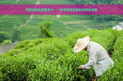 馆普洱茶加盟费多少：一杯茶馆普洱茶的价格及详情