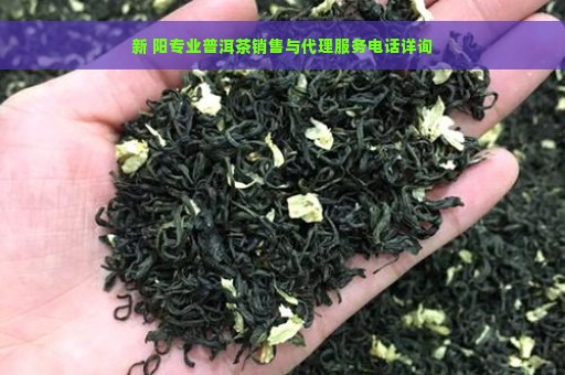 新 阳专业普洱茶销售与代理服务电话详询