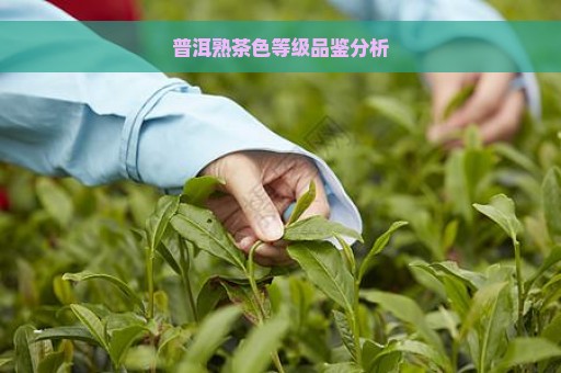 普洱熟茶色等级品鉴分析