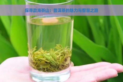 探寻勐海茶山：普洱茶的魅力与智慧之路