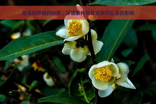 普洱茶种植的时期、环境条件及其对茶叶品质的影响